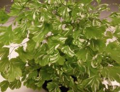 Adiantum raddianum 'Snow Flake'